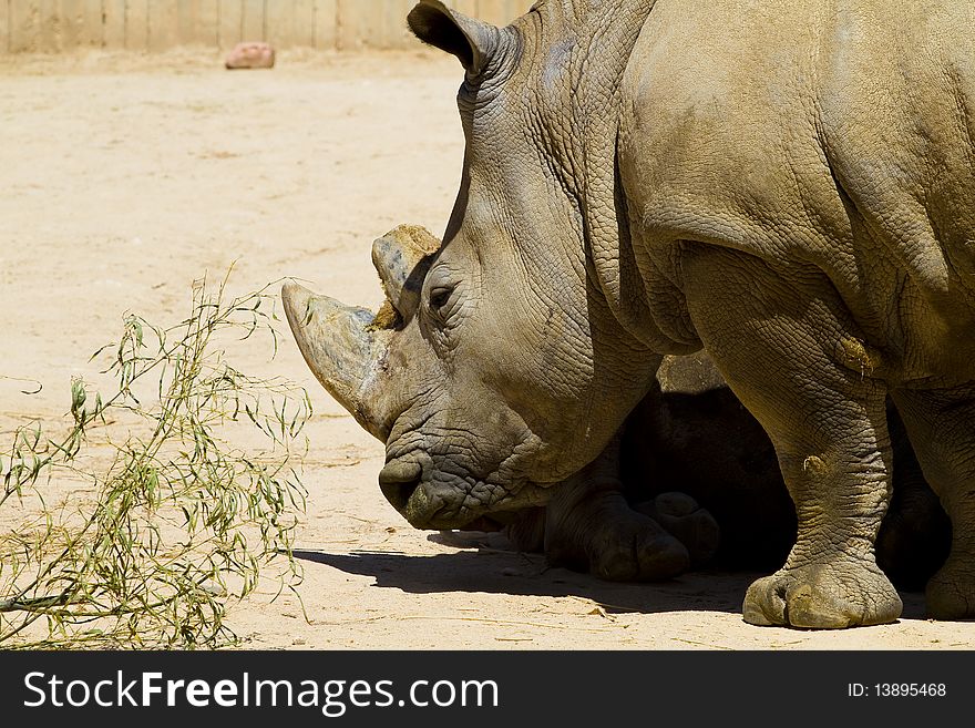 White rhino (Ceratotherium simum), big mammal