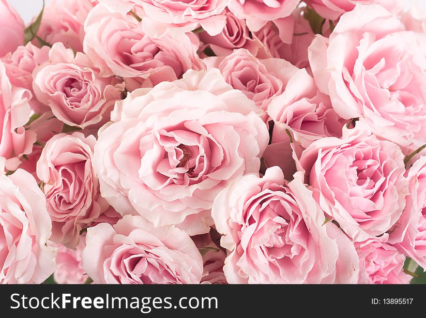 Beautiful background pink and blossom roses