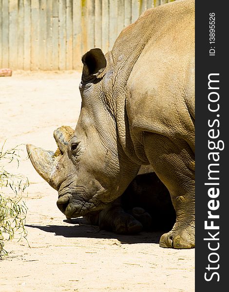 White rhino (Ceratotherium simum), big mammal