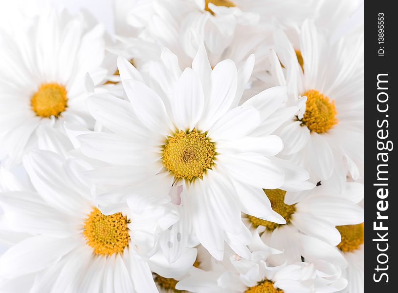 Beautiful white Daisy flowers background