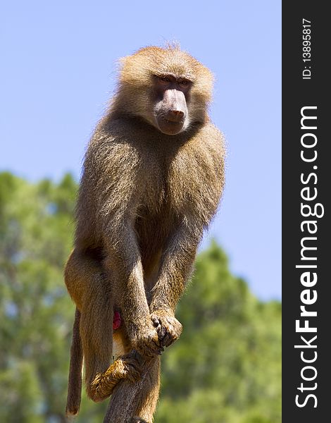 Baboon in a tree