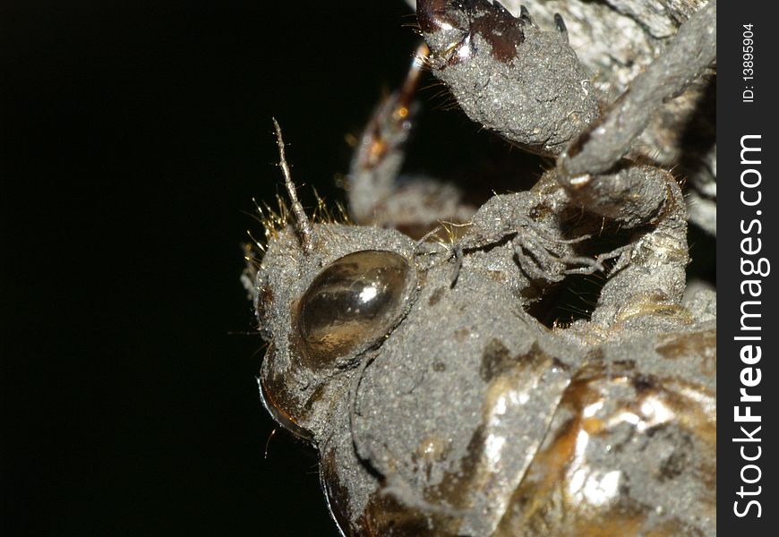 Photo of the eye of a Cicada nymph's shed skin.