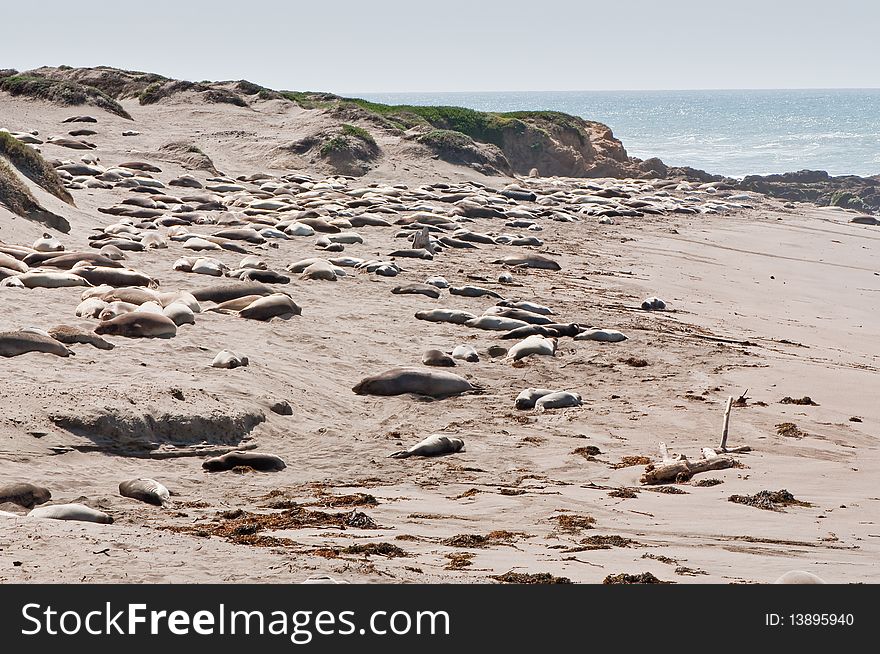 A colony of elephant seals on the beach in California USA