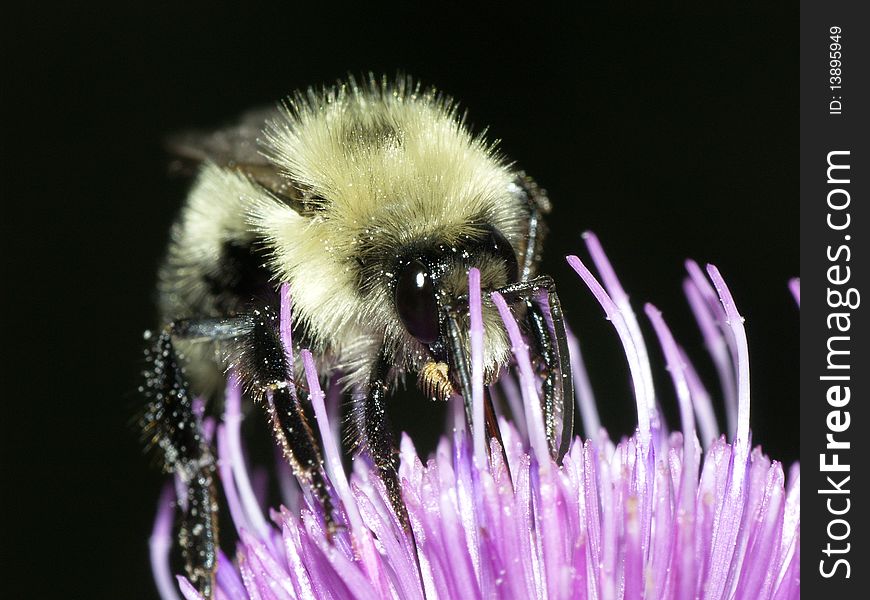Photo of a Bumble Bee feeding.