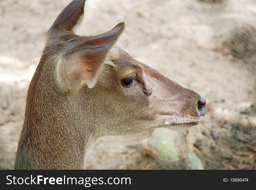 Deer head close up or macro