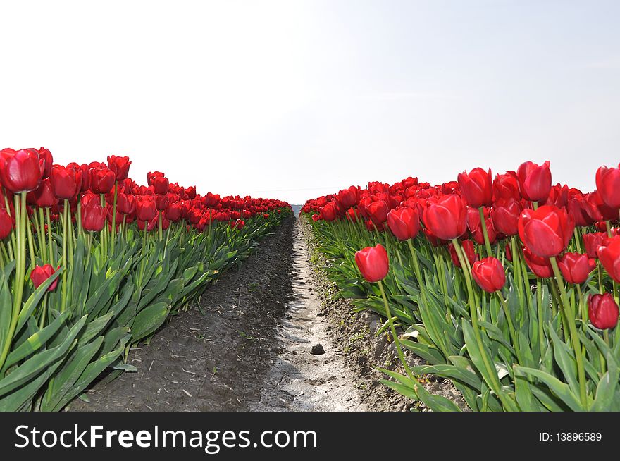 A row of tulips in Washington state, USA. A row of tulips in Washington state, USA