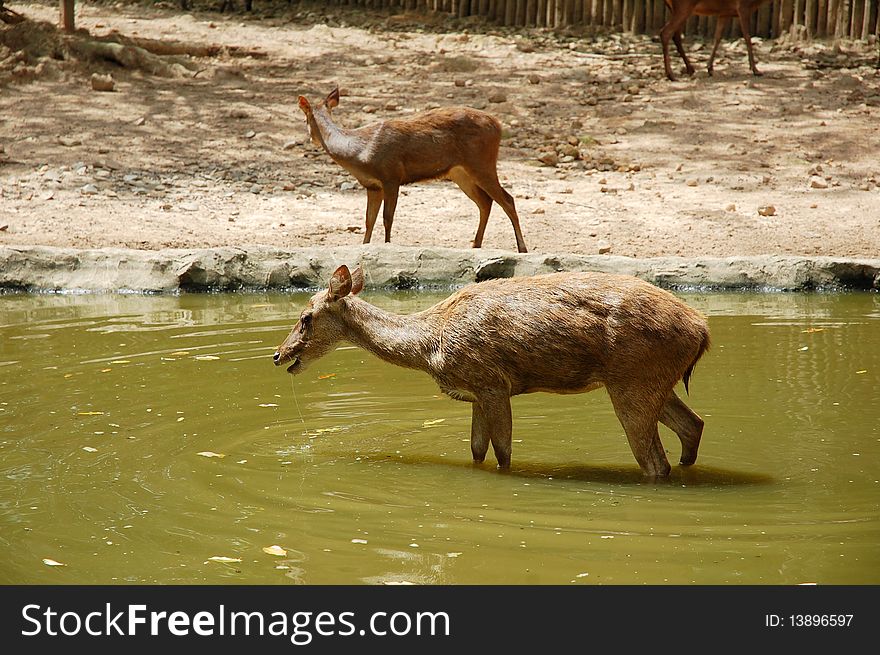 A deers drinking water at the pond
