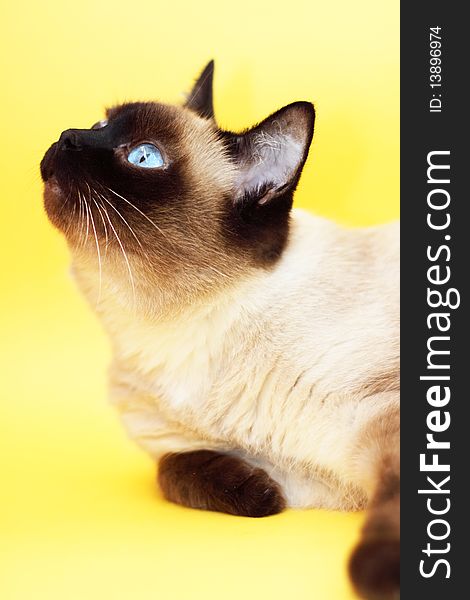 Siamese cat on a light background