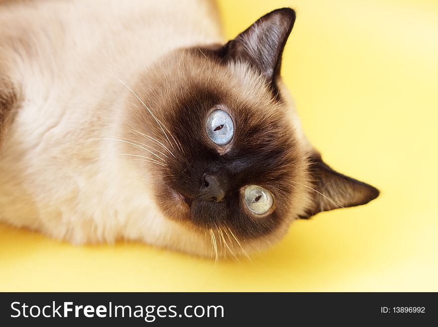 Siamese cat on a light background