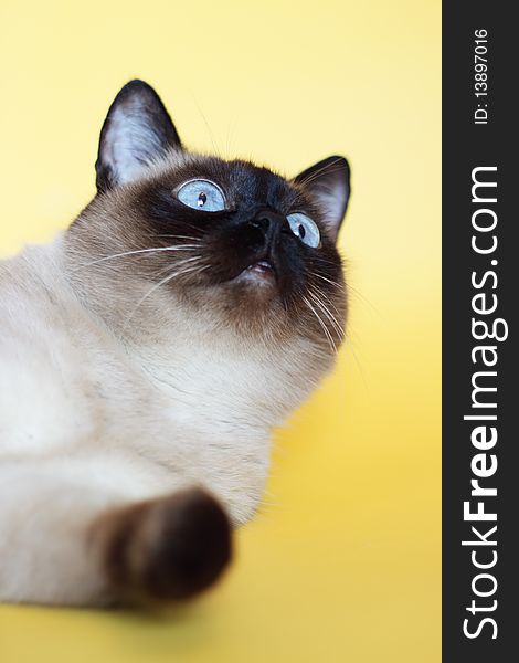 Siamese cat on a light background