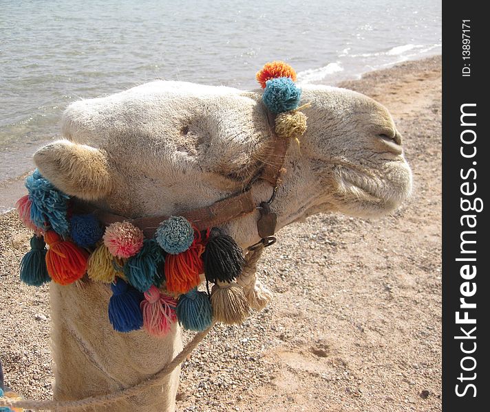 Camel on a egyptian beach