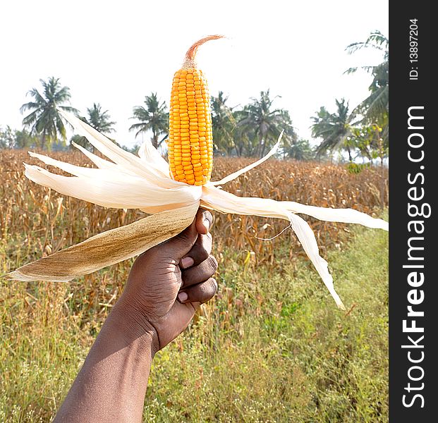 Human hands showing a corn against field. Human hands showing a corn against field