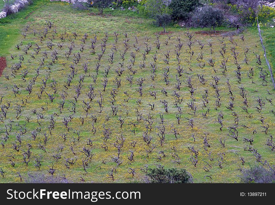 Traditional Mediterranean vineyard in Croatia