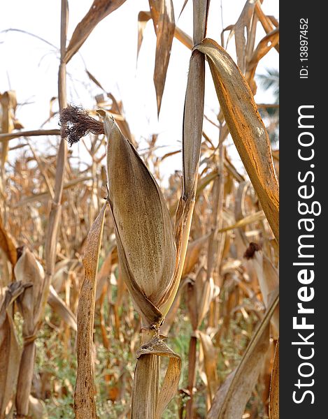 Dry corn field waiting for cultivation