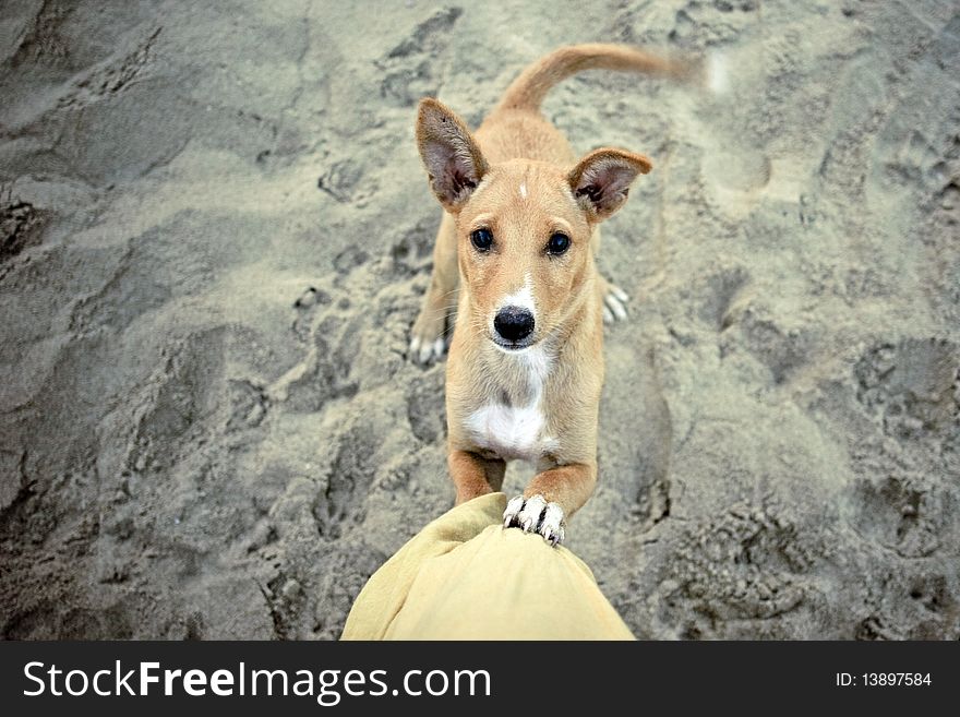 Puppy playing on the sand and wants to come on a knee. Puppy playing on the sand and wants to come on a knee.