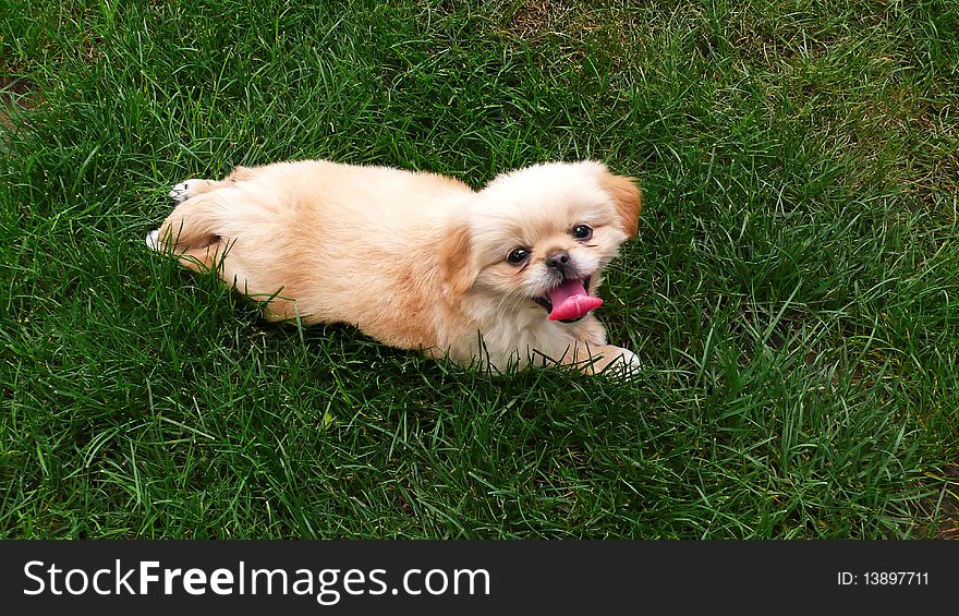 Puppy On Lawn