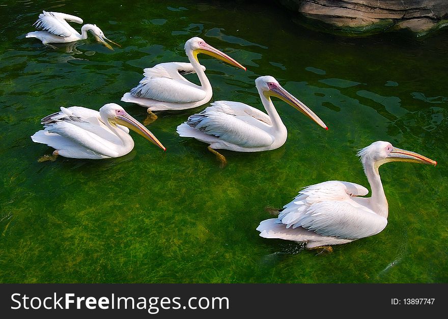 Group of white pelicans. Pelecanus onocrotalus.