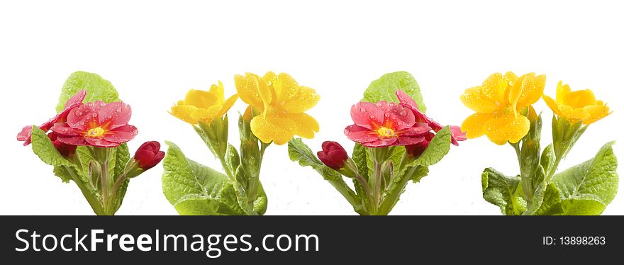 Yellow and red primrose with drops of water isolated on a white background, close-up, panorama. Yellow and red primrose with drops of water isolated on a white background, close-up, panorama