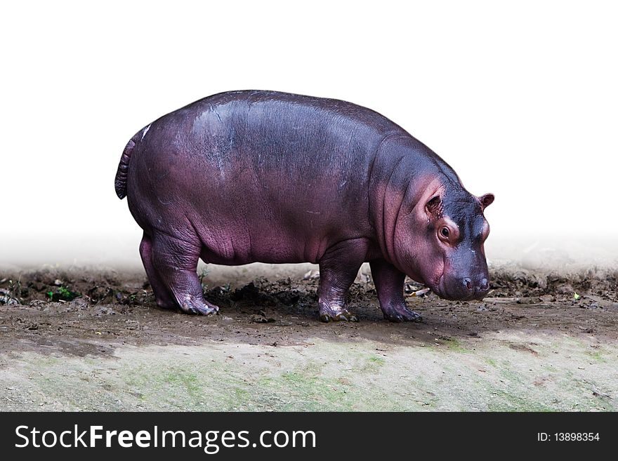 An isolated baby hippopotamus is walking in white background.