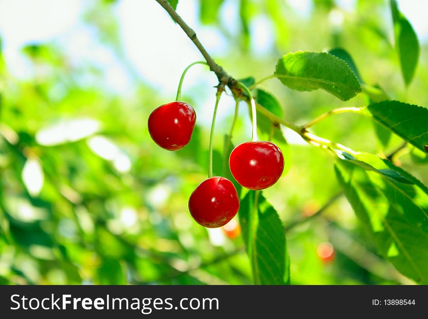 Close up of cherries on cherry tree. Close up of cherries on cherry tree.