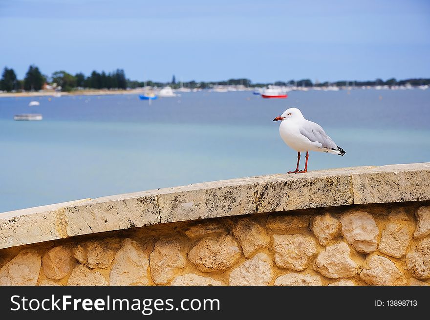 Sea Gull Sitting On A Wall