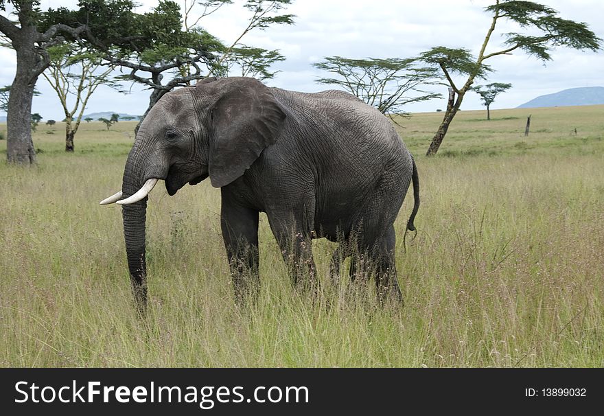 A young african elephant grazing. The Serengeti, Tanzania. A young african elephant grazing. The Serengeti, Tanzania