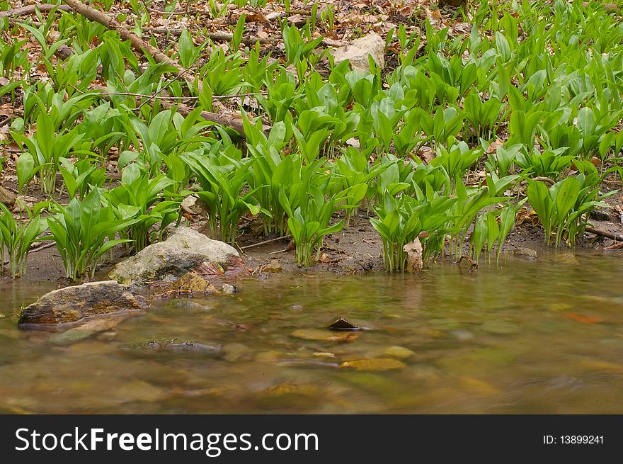 Ramsons (Allium Ursinum)