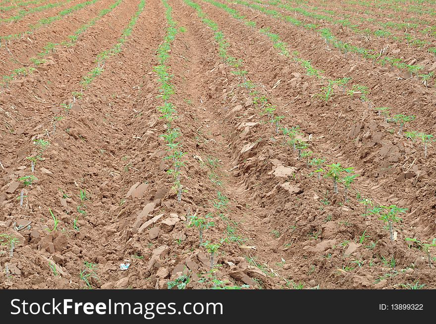 Tapioca farm are popular farmer kind in thailand