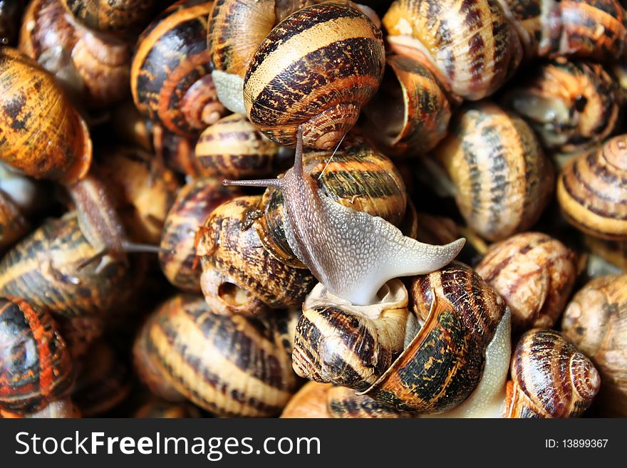 This is a photo of multi colored snails on the market