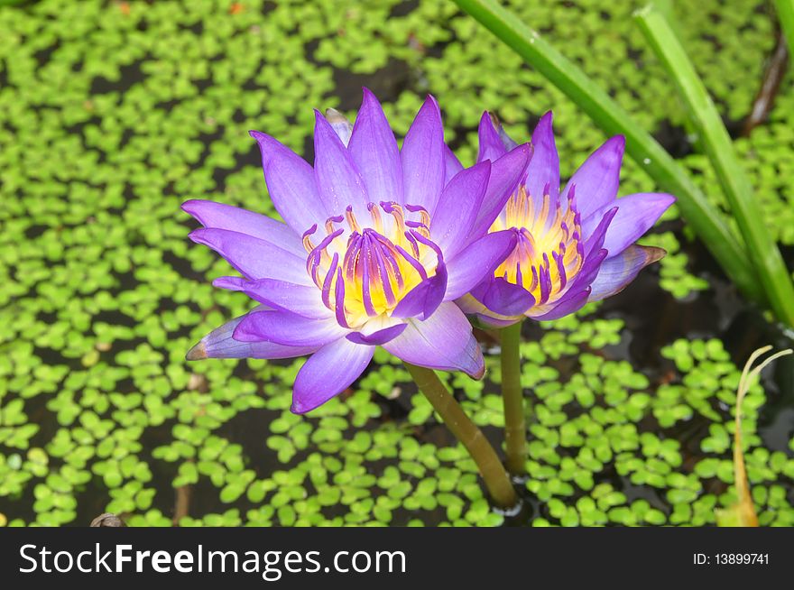 Purple color twin water lily