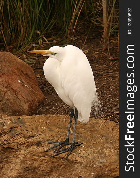 White egret on a stone