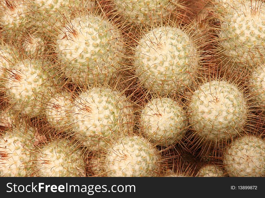 Semi-close-up of a cactus