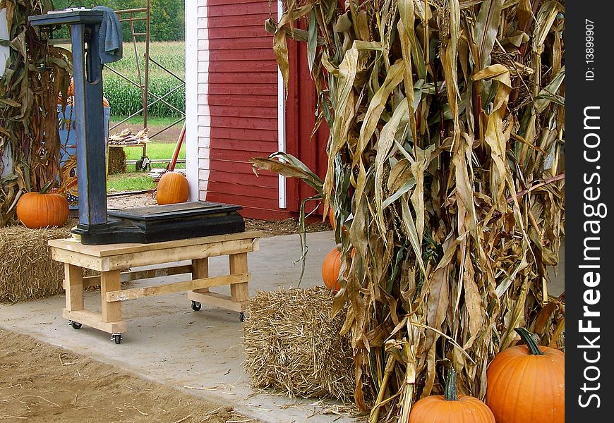 The weigh in scale at the local pumpkin patch sits ready for the next big one. The weigh in scale at the local pumpkin patch sits ready for the next big one.