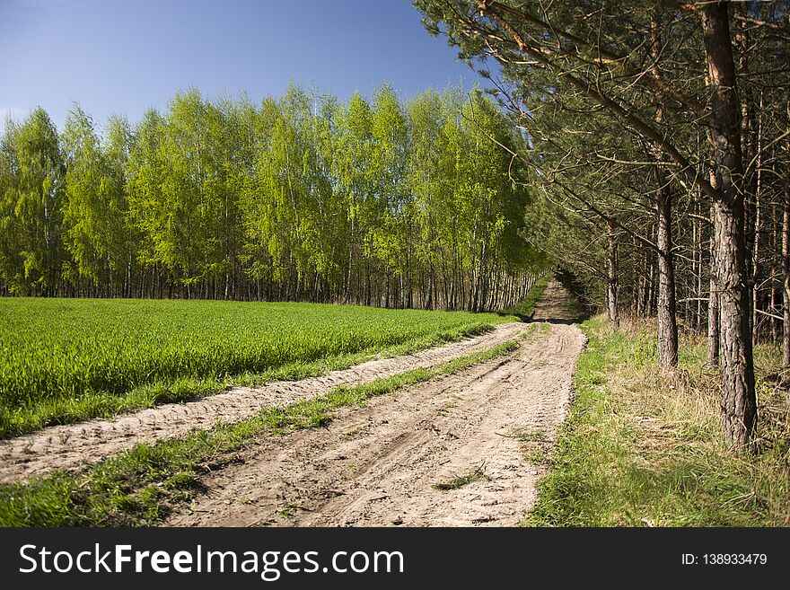 Rural road, green field and forest