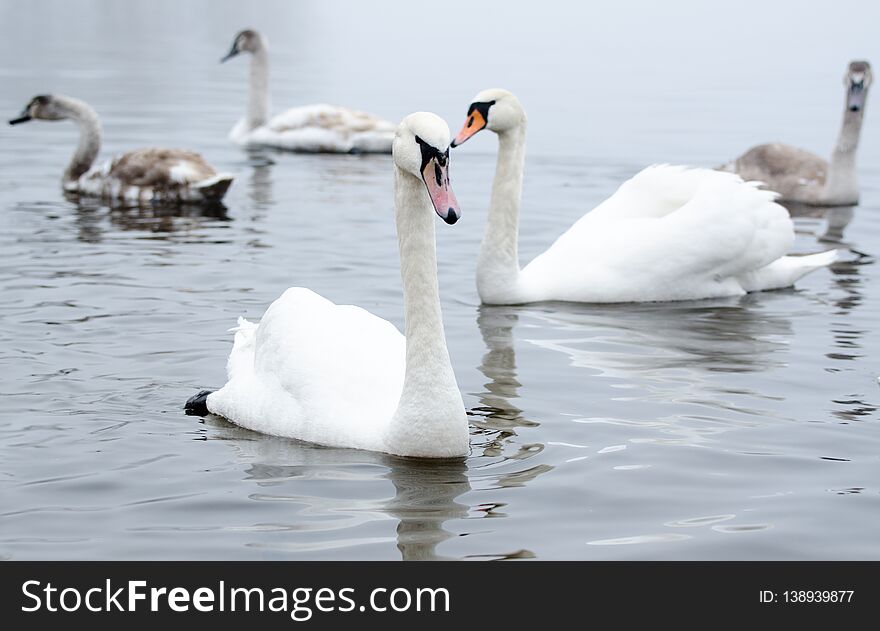 Beautiful white elegant swans bird on a foggy winter river.