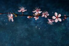 Free Blossom Branch Overb Blue Background Stock Photo - 138941500