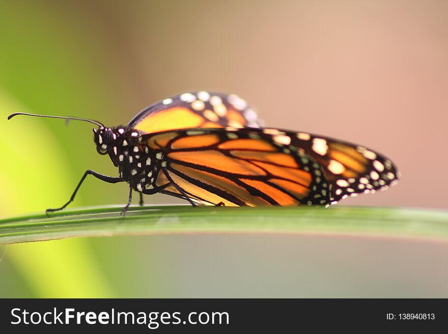 Close up of a monarch butterfly on a leaf