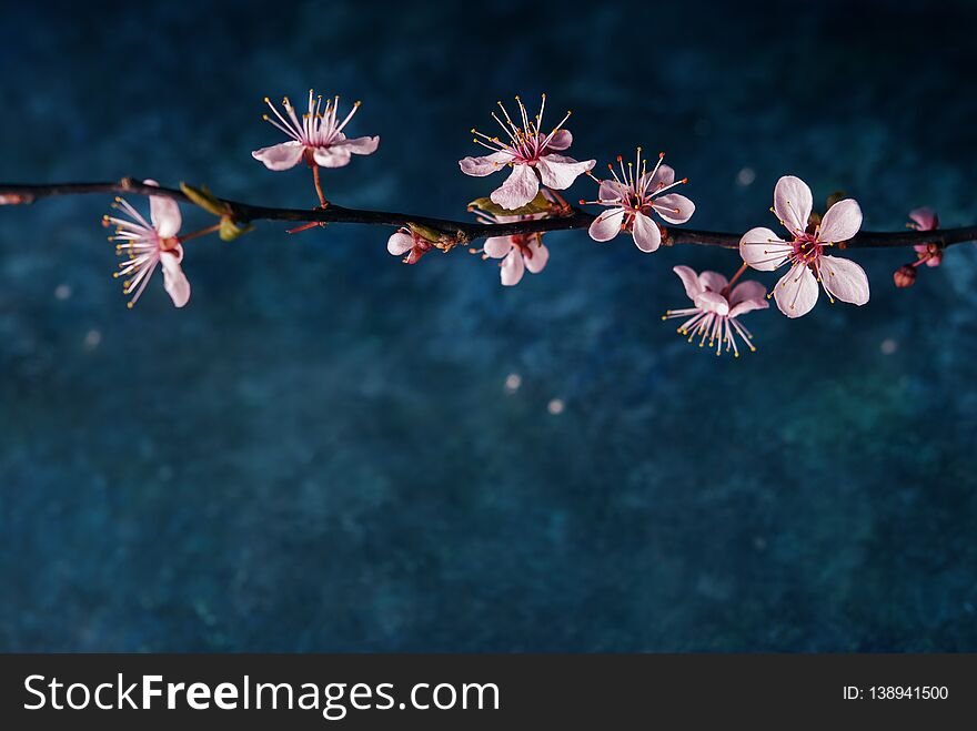 Blossom branch over dark blue background/ Spring flowers/Spring Background. Blossom branch over dark blue background/ Spring flowers/Spring Background