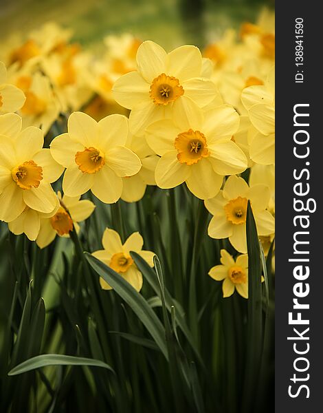 Narcissus daffodil flowers at nature