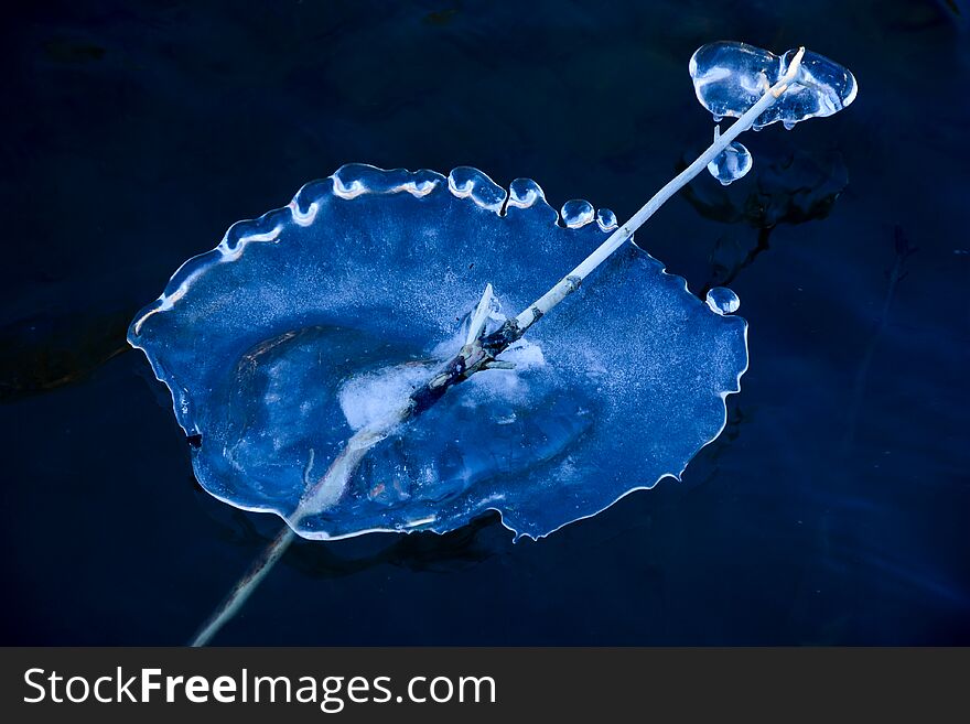 ICE FORMATION Jellyfish