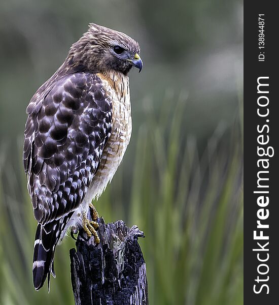 A Red-shouldered Hawk Perched On A Burned Stump