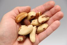 Brazil Nuts Stock Images