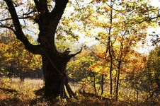Autumn Forest Royalty Free Stock Photo Autumn Forest Royalty Free Stock Photo