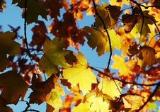 Autumn Leaves Stock Images Autumn Leaves Stock Images