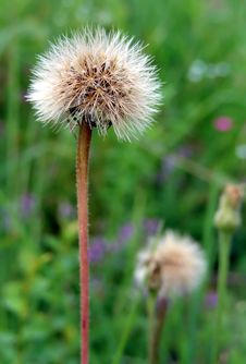 Dandelion Royalty Free Stock Image Dandelion Royalty Free Stock Image