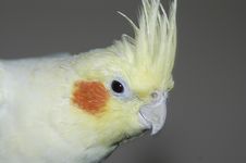 Yellow White Cockatiel Stock Images Yellow White Cockatiel Stock Images