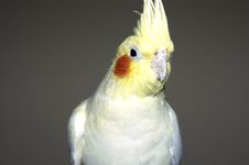 Yellow White Cockatiel Stock Photography Yellow White Cockatiel Stock Photography