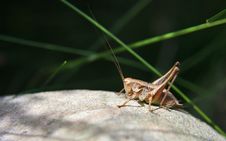 Grasshopper Royalty Free Stock Images