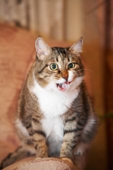 Cat Speaker Royalty Free Stock Images Cat Speaker Royalty Free Stock Images