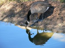 Canadian Goose Stock Photography